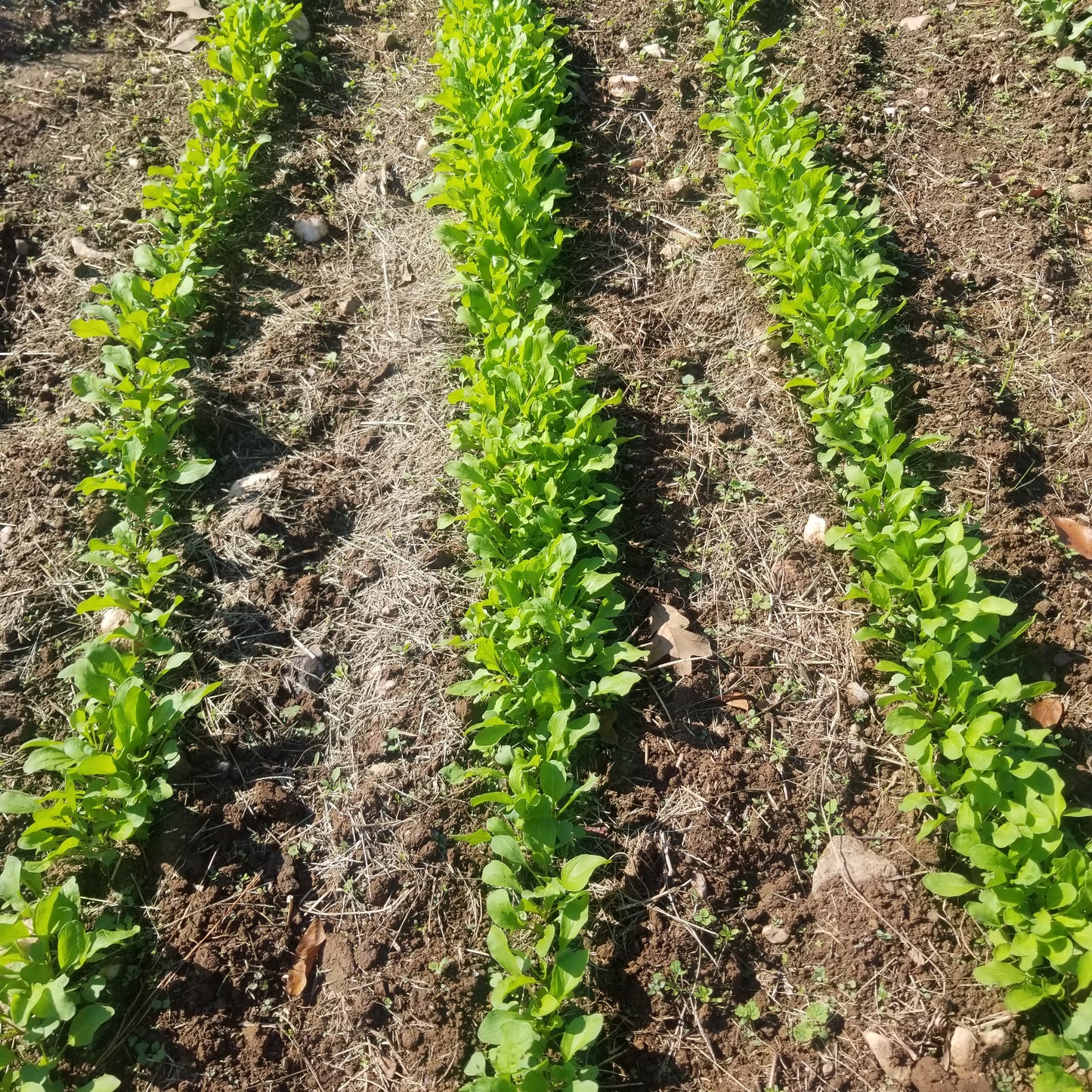 Arugula - 1#