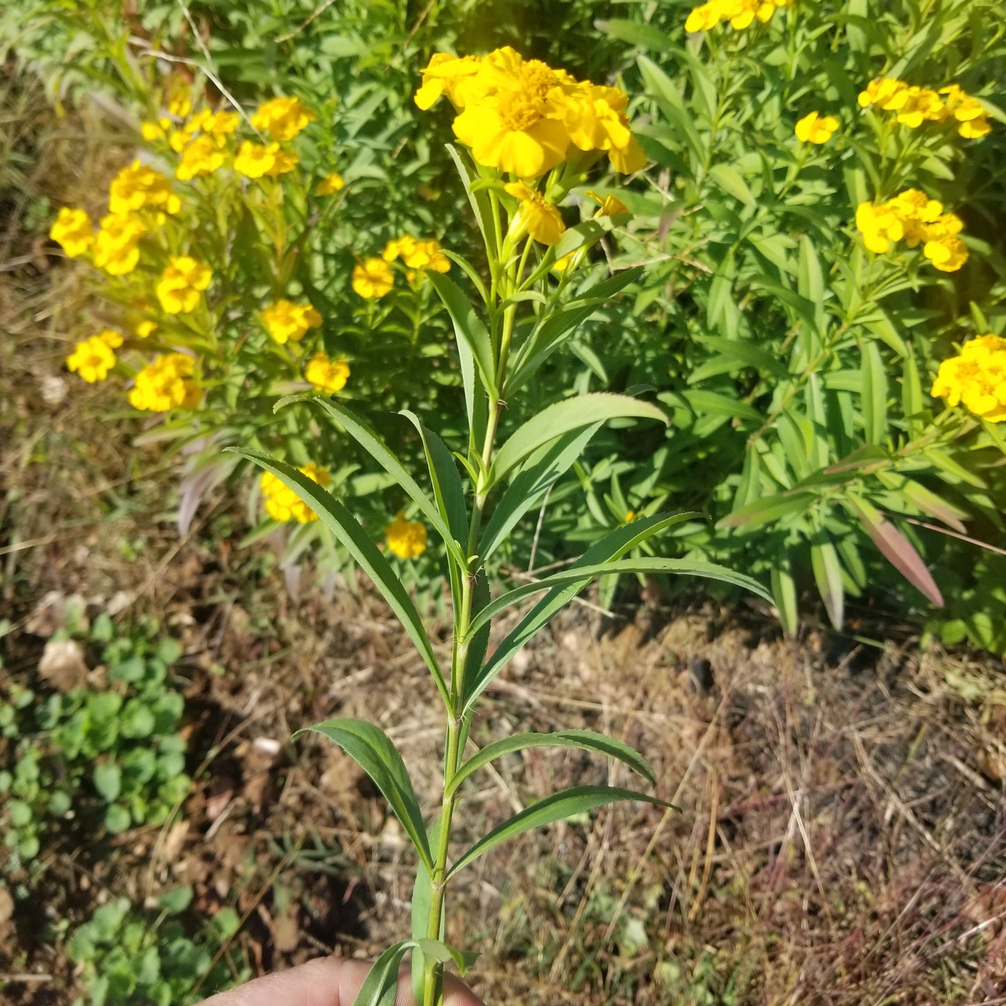 Mexican Tarragon - 1# (WITH OR WITHOUT FLOWERS)
