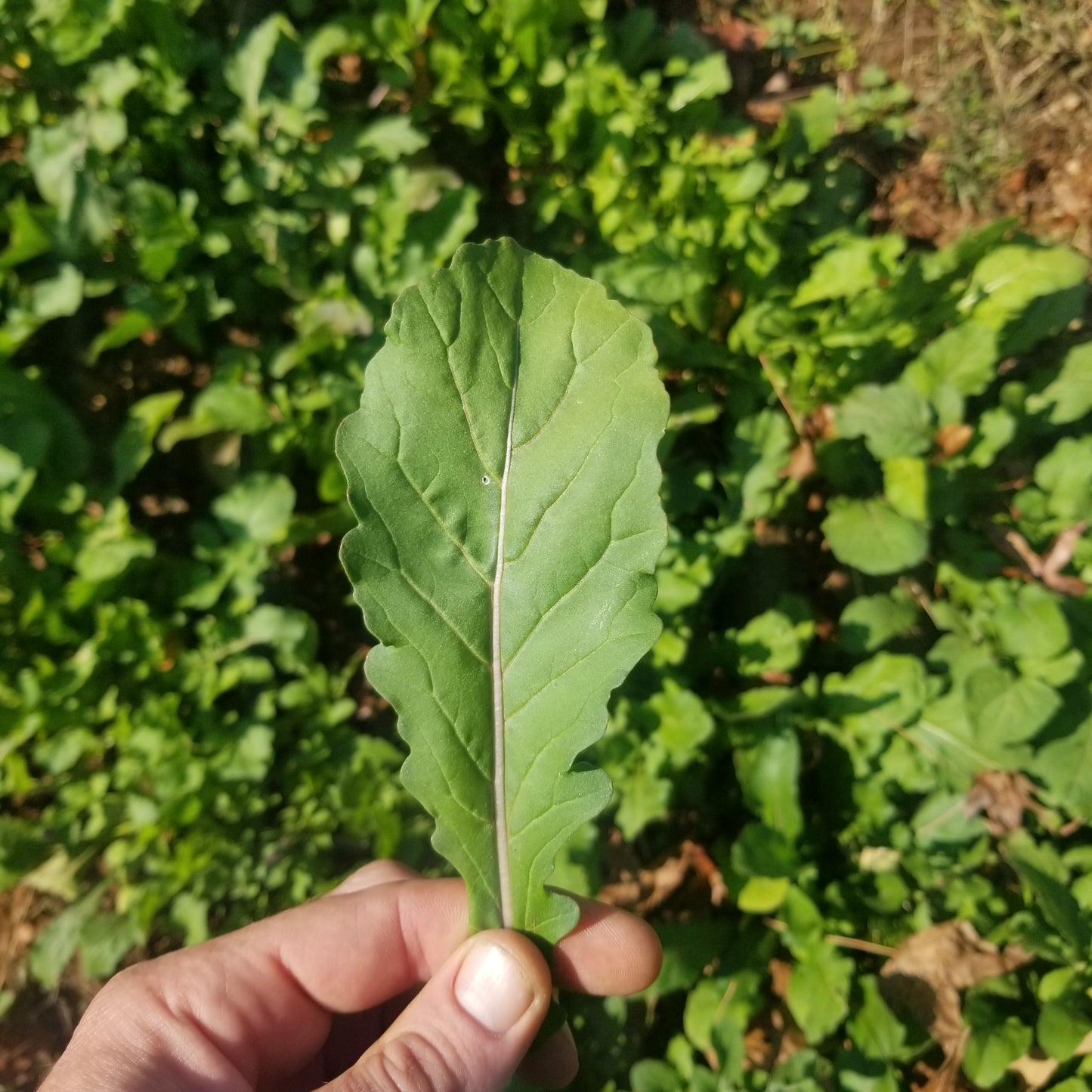 Arugula - 1#