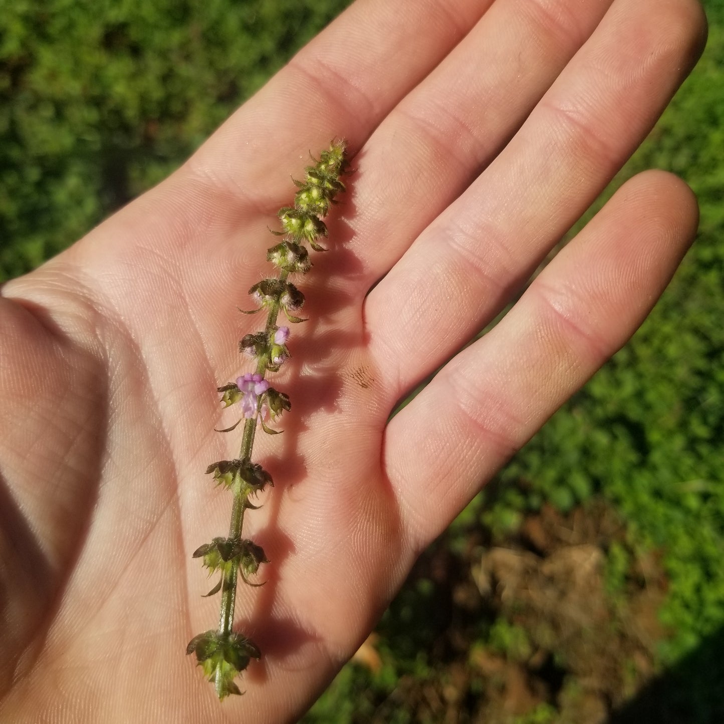 Holy Basil - Buds 1 Quart