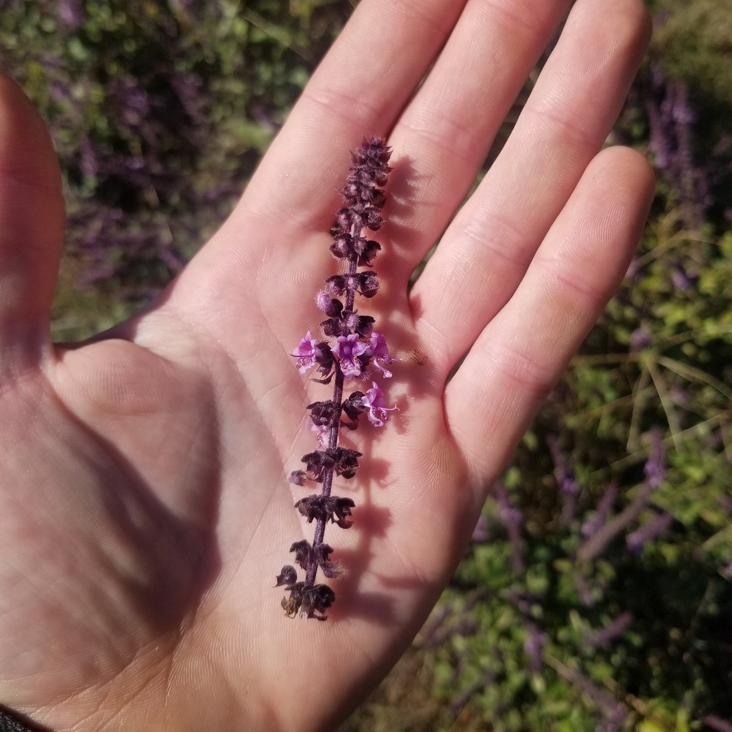 African Blue Basil - Buds 1quart