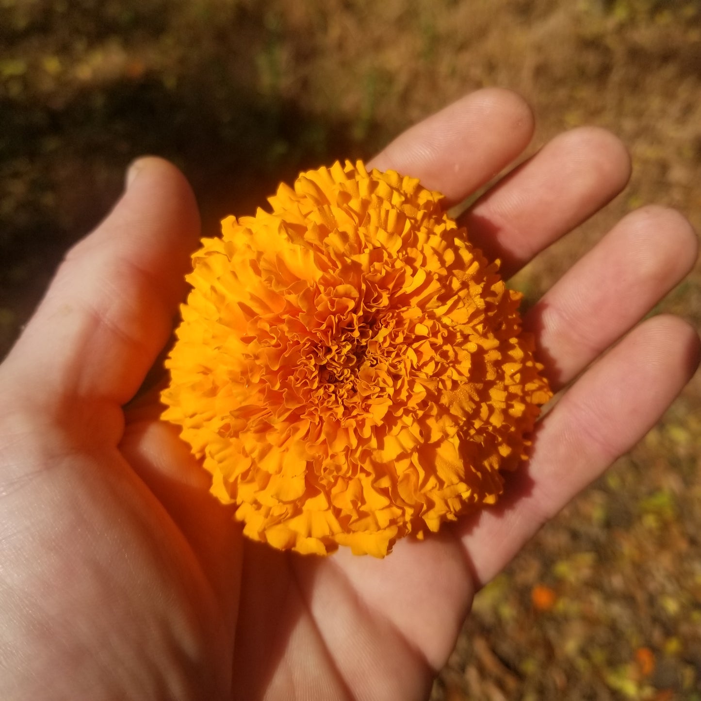 Marigold - 1 Quart Blooms only