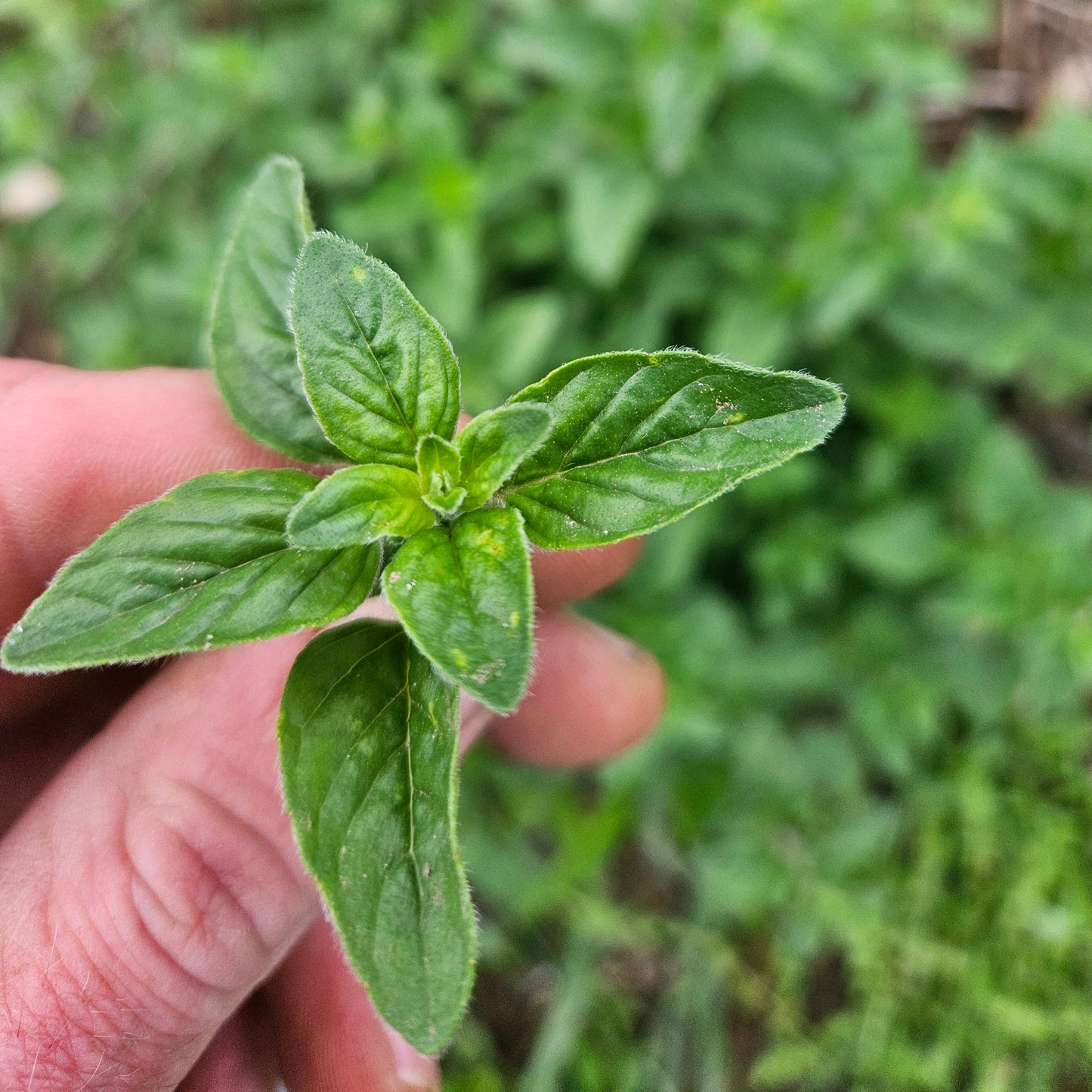 Marjoram