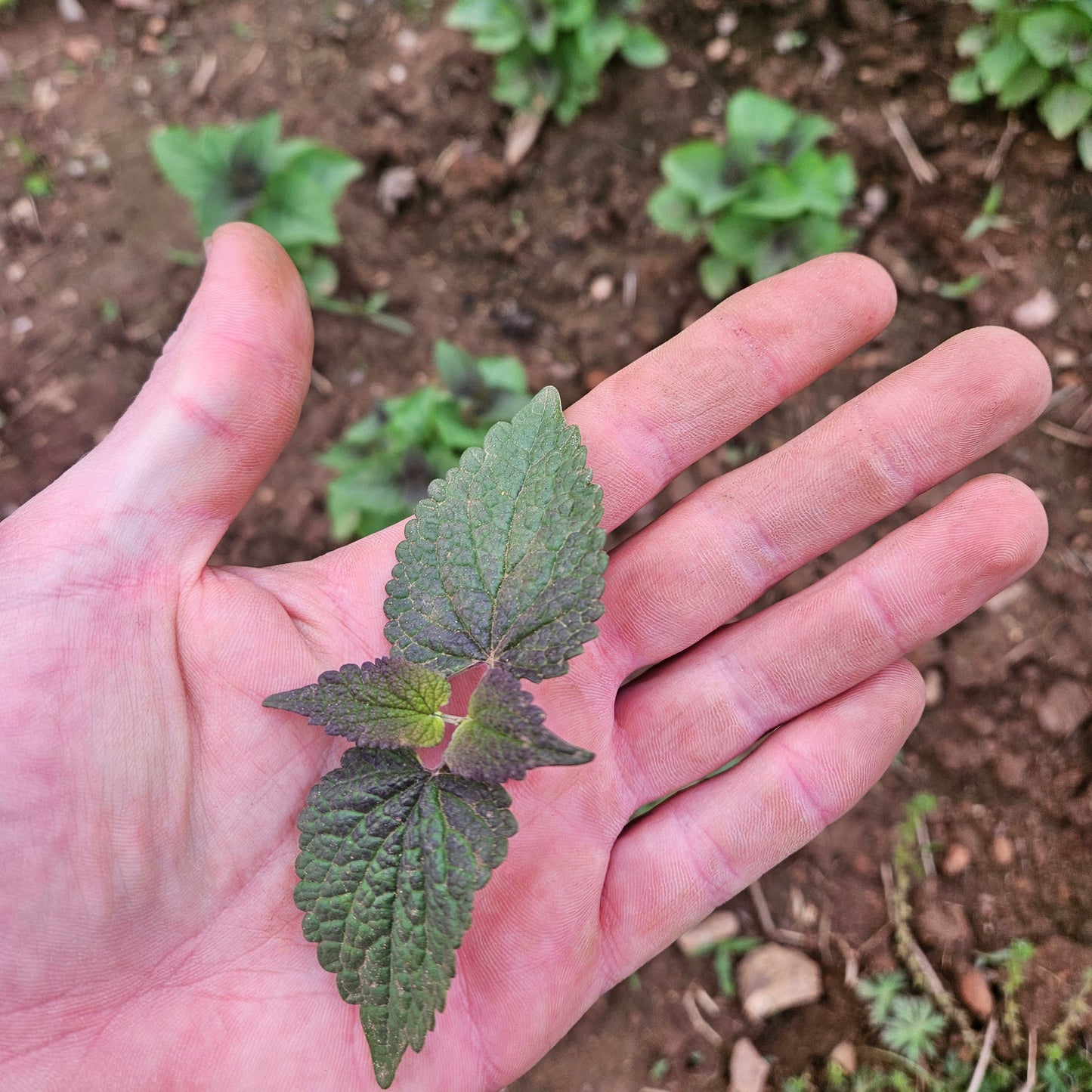 Anise Hyssop