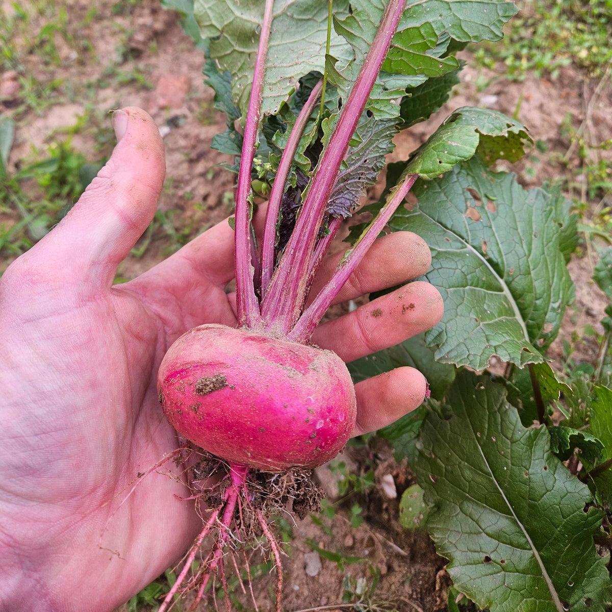 Scarlet Turnip - 5# (w/greens)