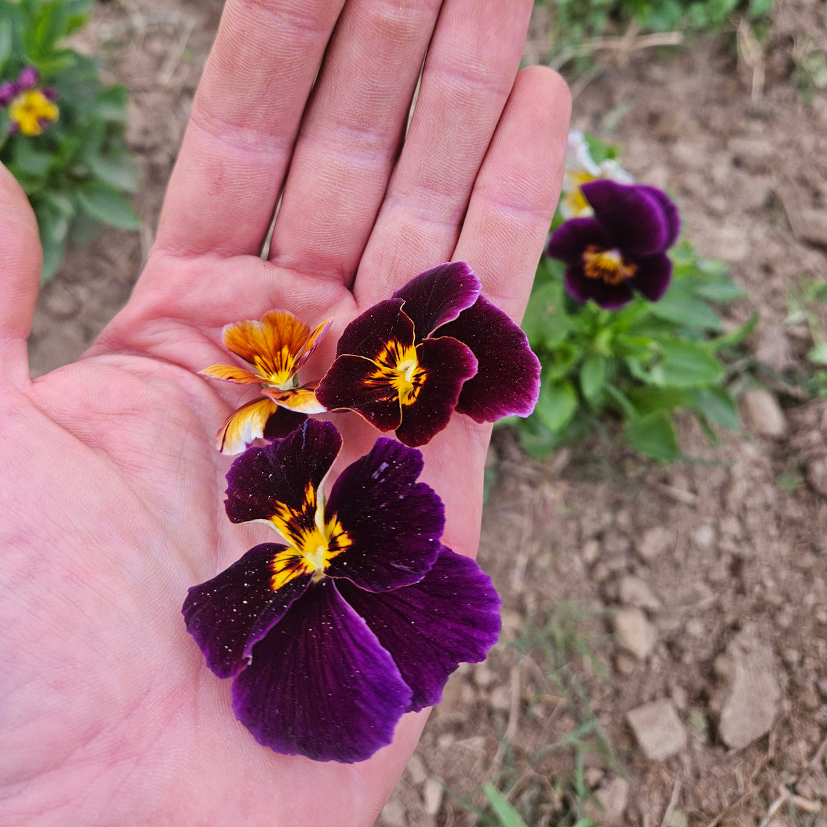 Assorted Pansies - Pint