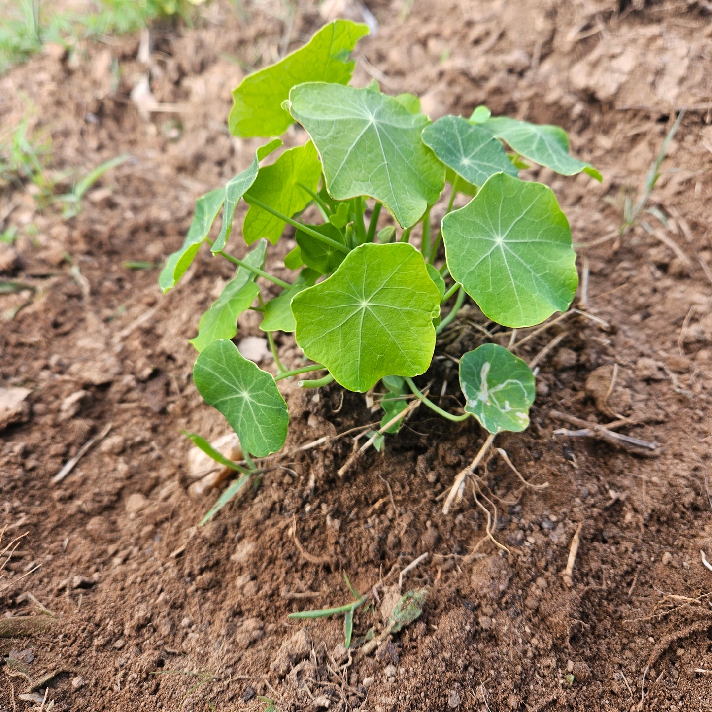 Nasturtium Greens - Quart