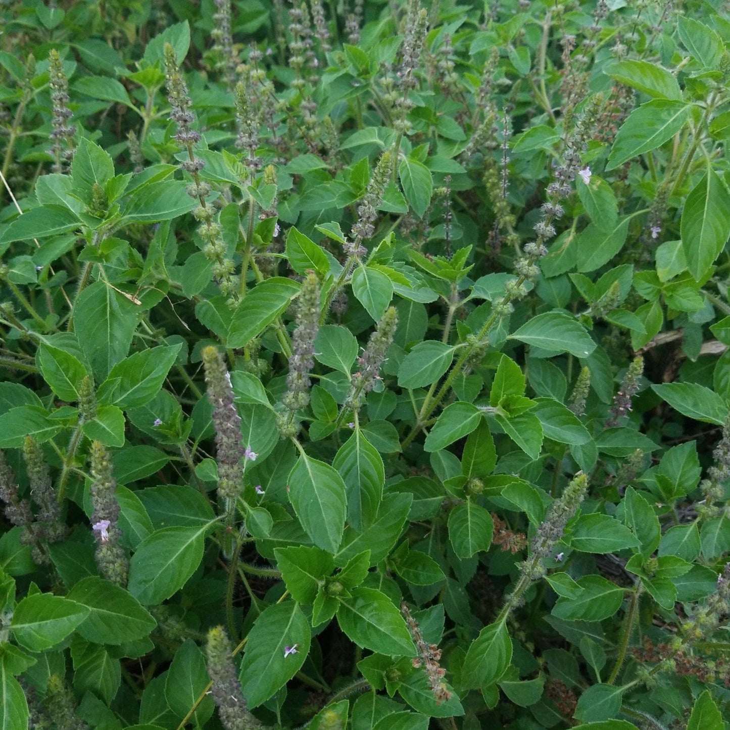 Holy Basil - 1# - Fresh Bulk Herbs