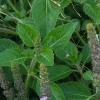 Holy Basil - Baby Cuttings - 1 Quart
