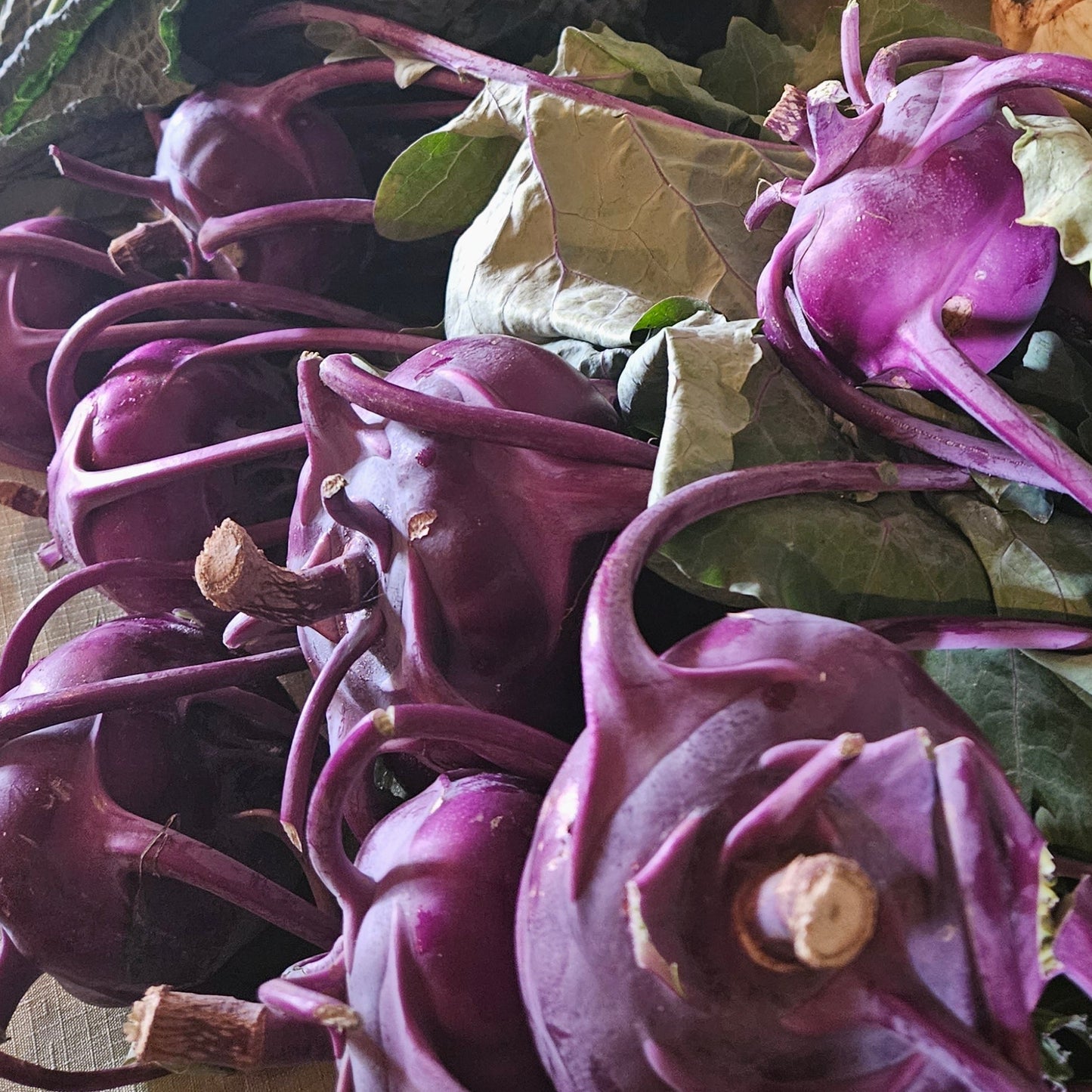 Purple Kohlrabi - 5#