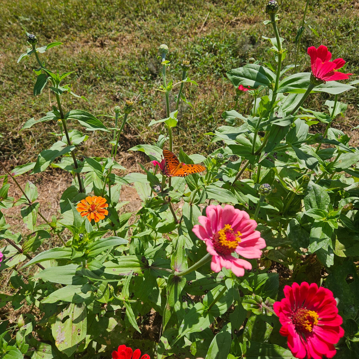 CUT FLOWERS - Zinnia 5ct