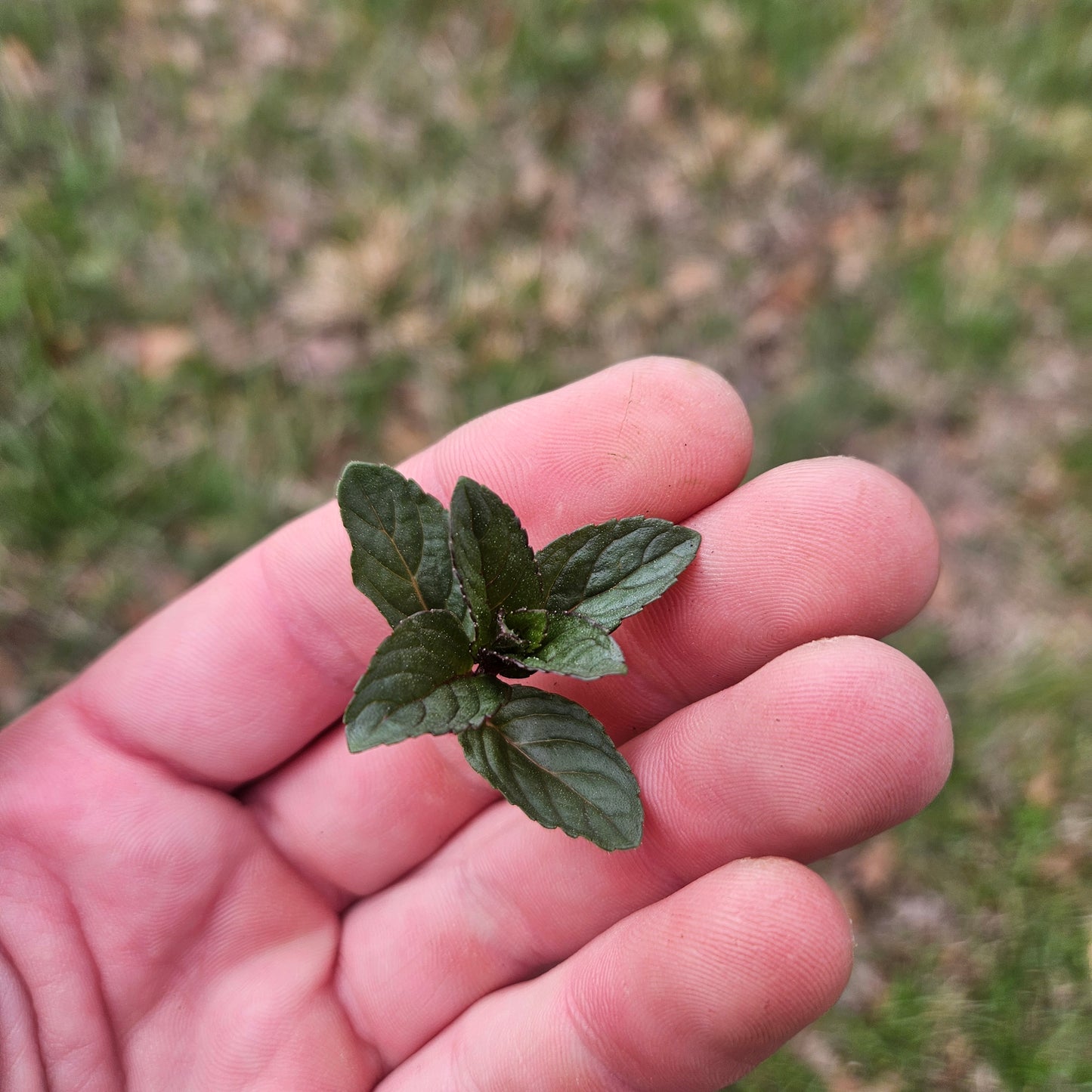 Chocolate Mint - 1# - Fresh Bulk Herbs