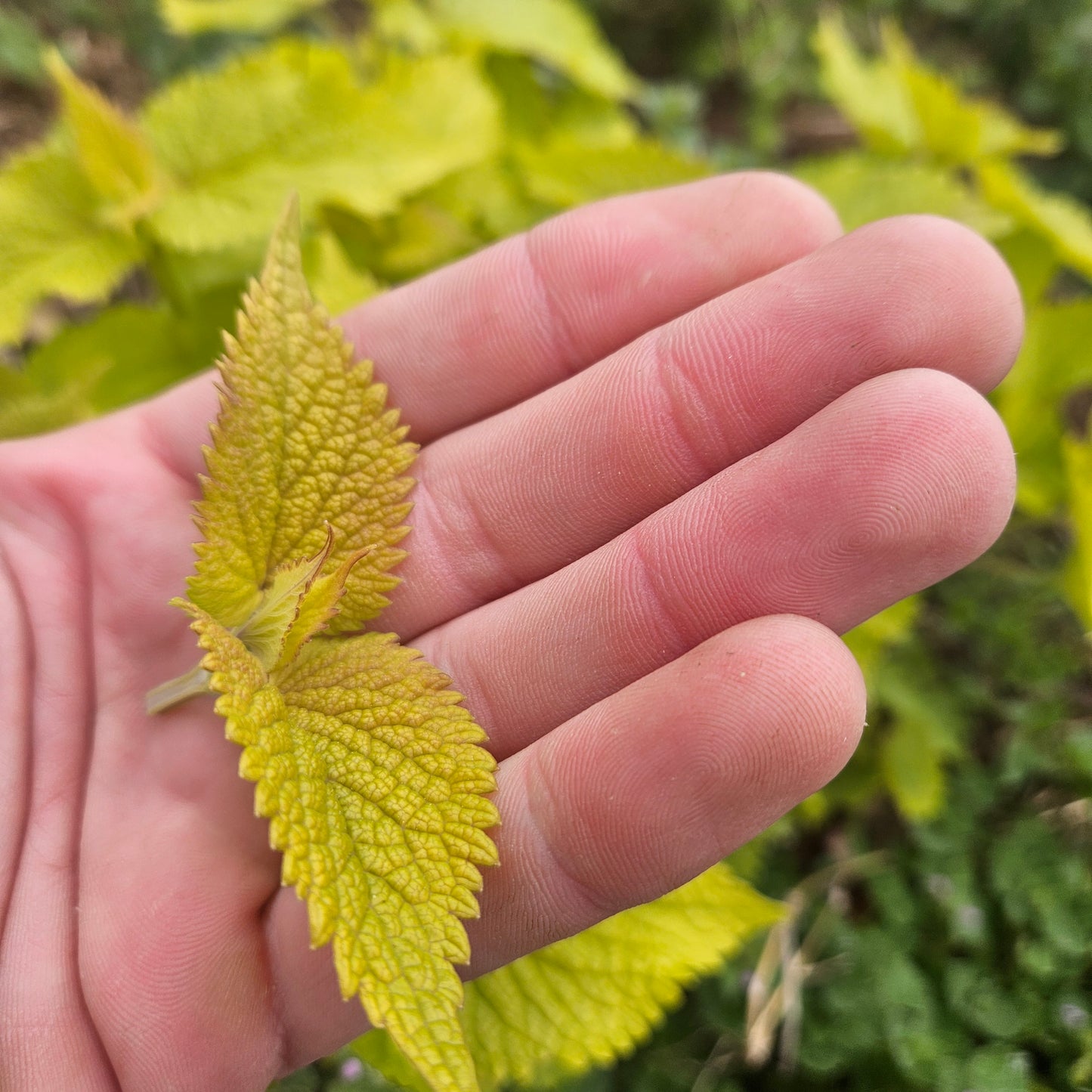 Korean Hyssop, Baby Cuttings - 1 Qt