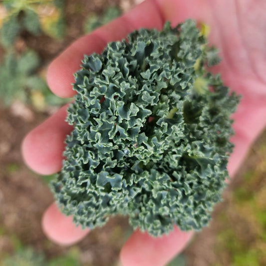Kale - Farmer's Choice - 5#