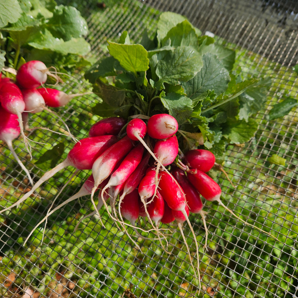 French Breakfast Radish - 5#