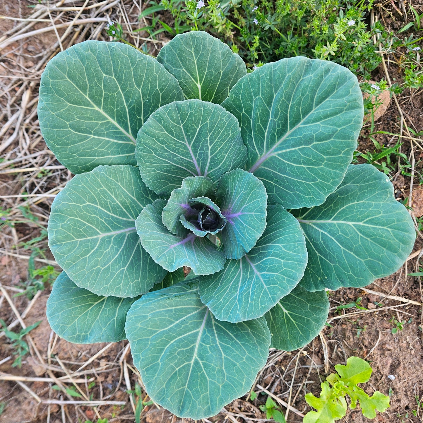 Kale/Cabbage Hybrid Heads - 5#