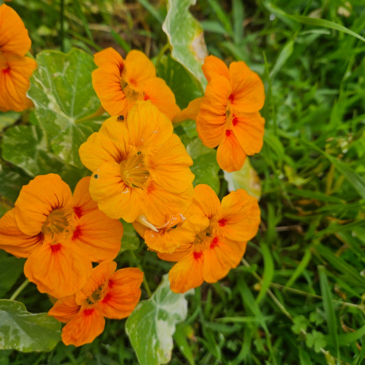 Nasturtium Flowers - Quart