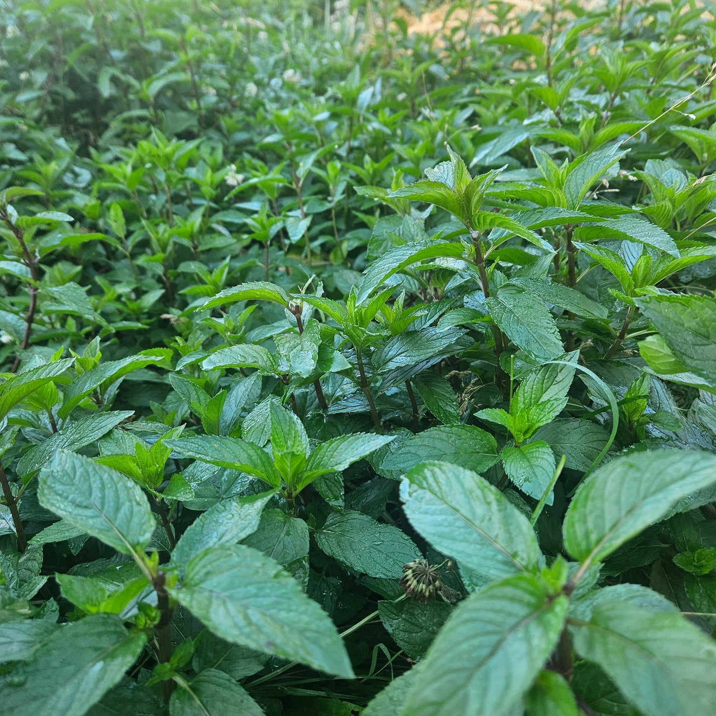 Chocolate Mint - 1# - Fresh Bulk Herbs