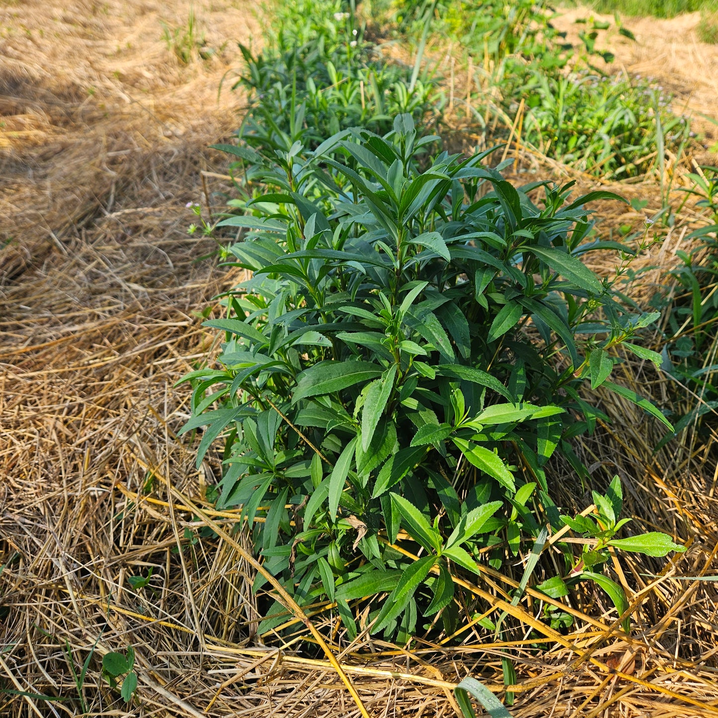 Mexican Tarragon - 1# (WITH OR WITHOUT FLOWERS)