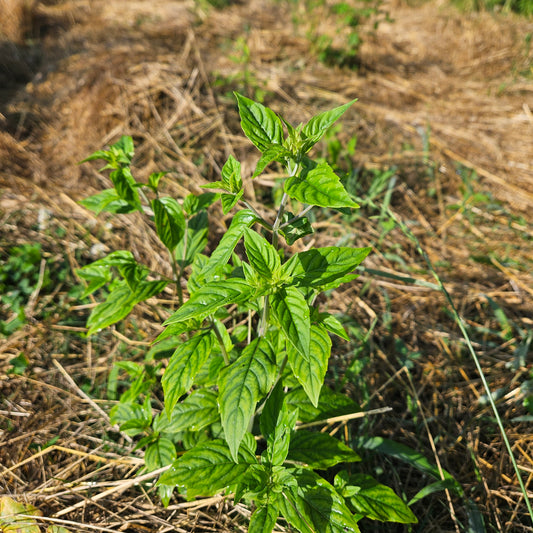 Southern Mountain Mint, Baby Cuttings - Quart