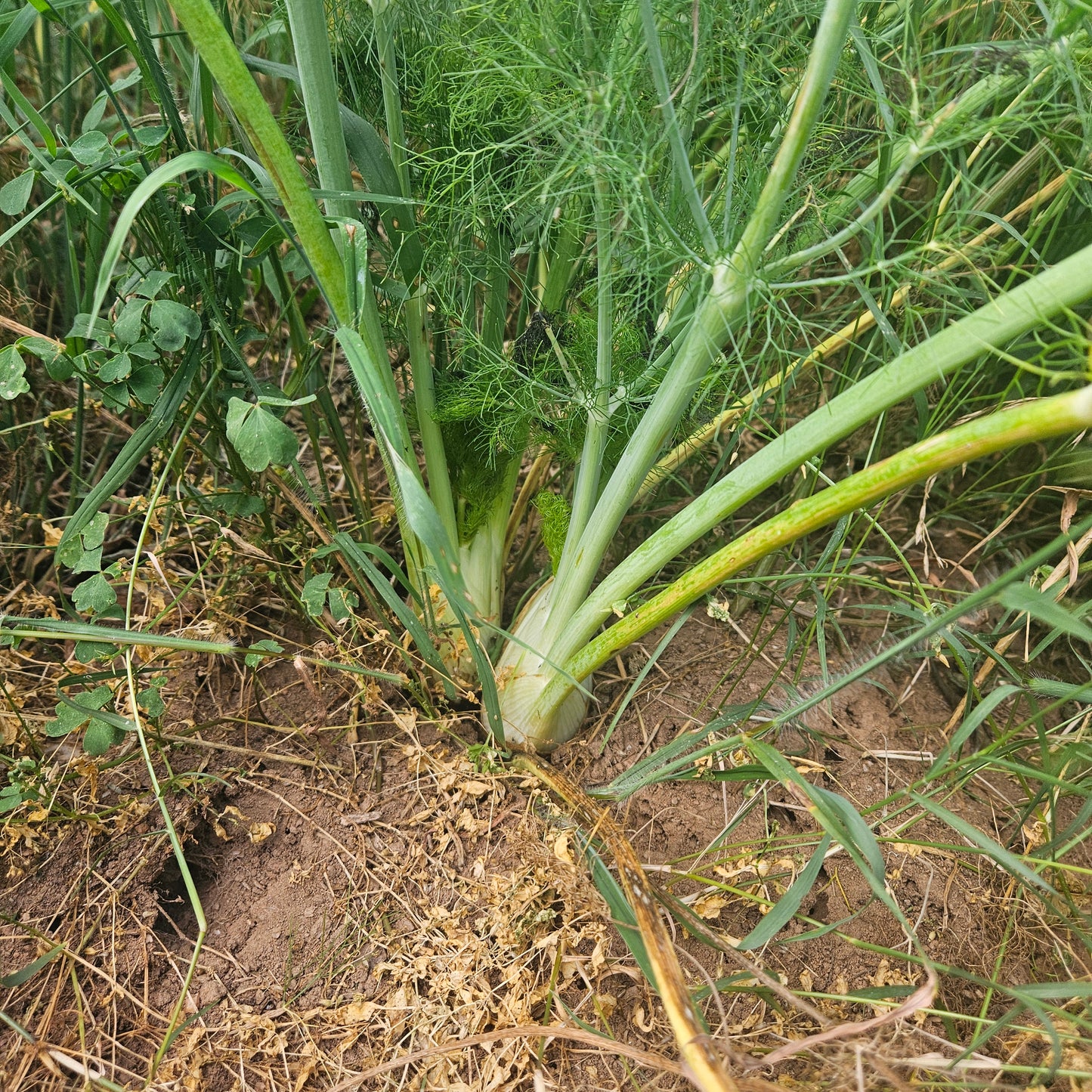 Baby Fennel - Small Bulb w/ Greens 6ct
