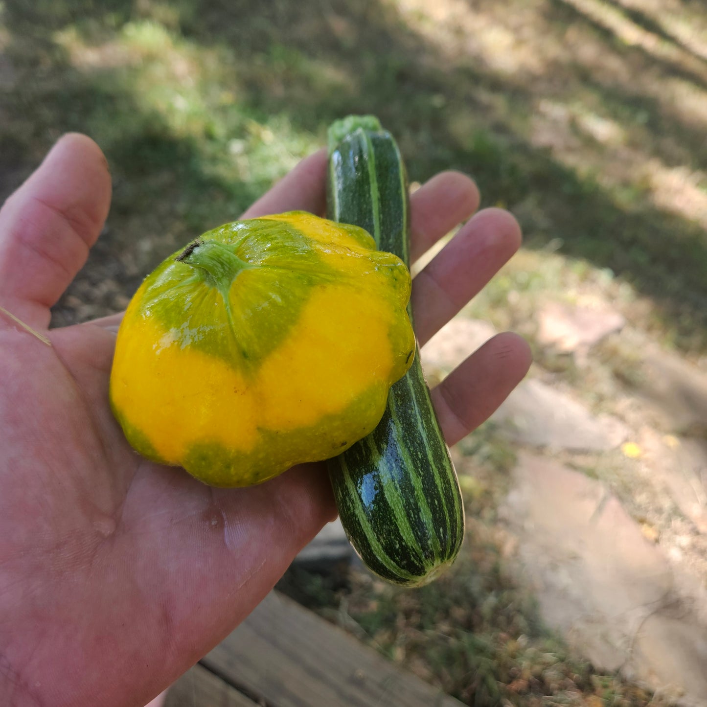 Summer Squash Mix - 10#