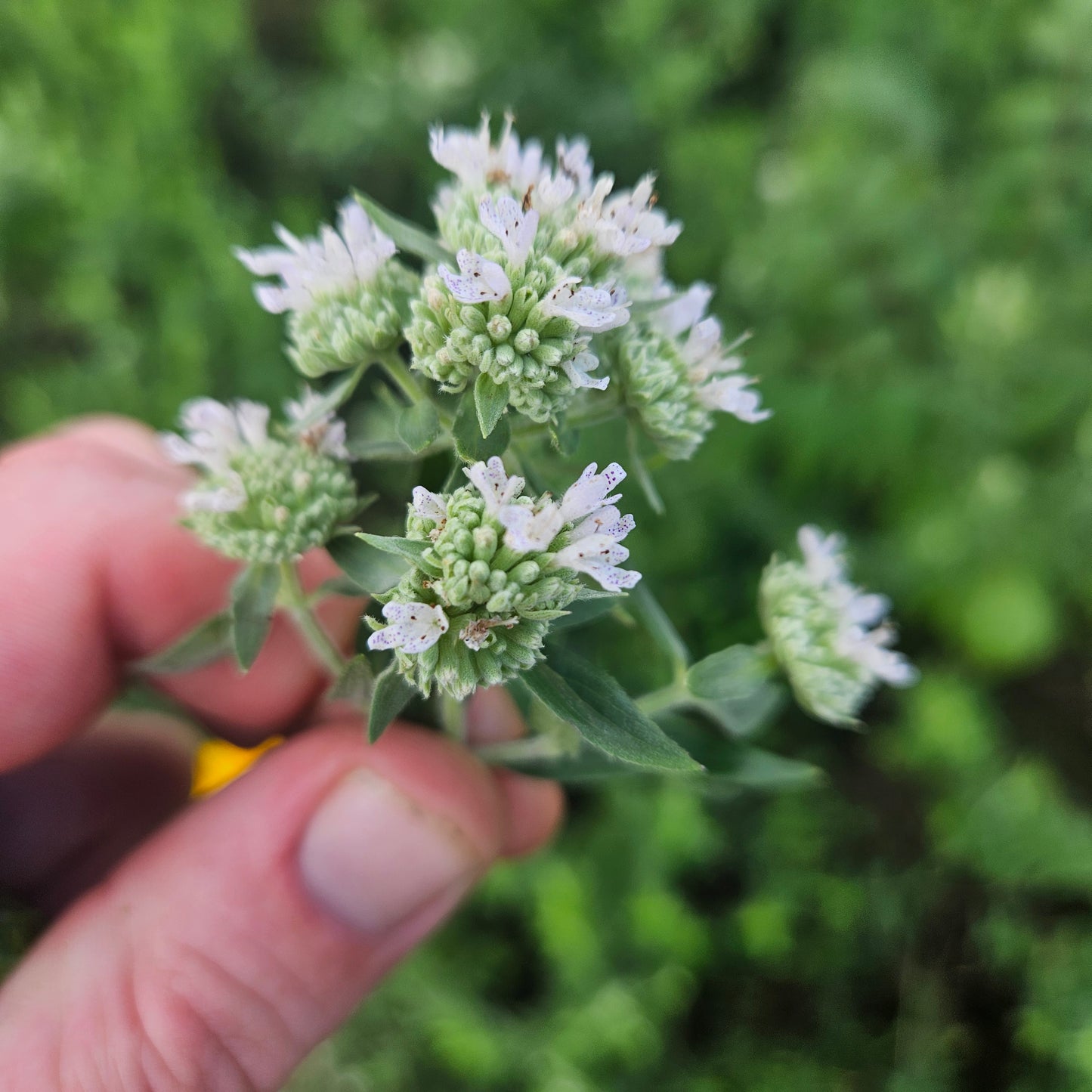 Mountain Mint - Flowers - 1 Pint