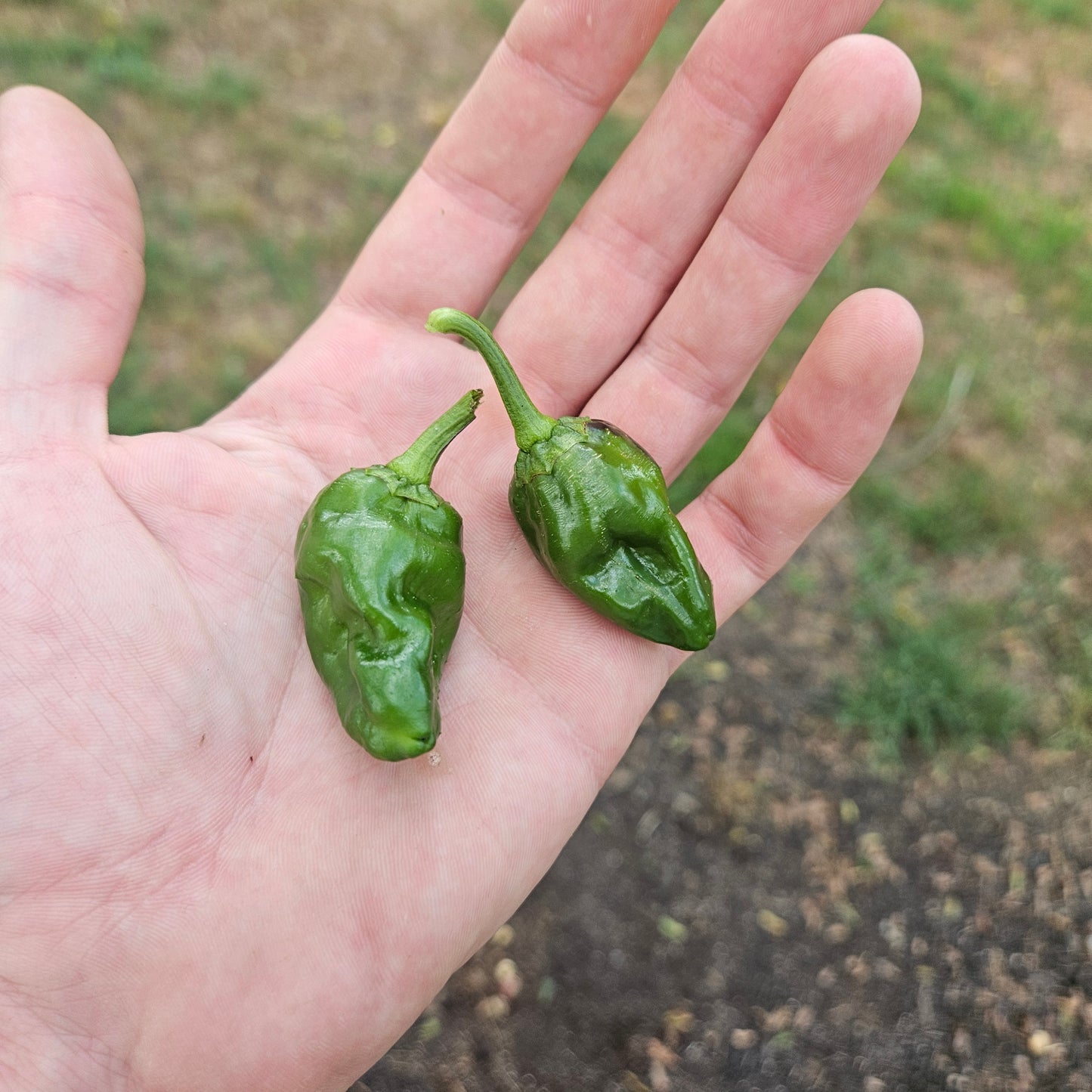 Padron Peppers - Green - 1 Gallon