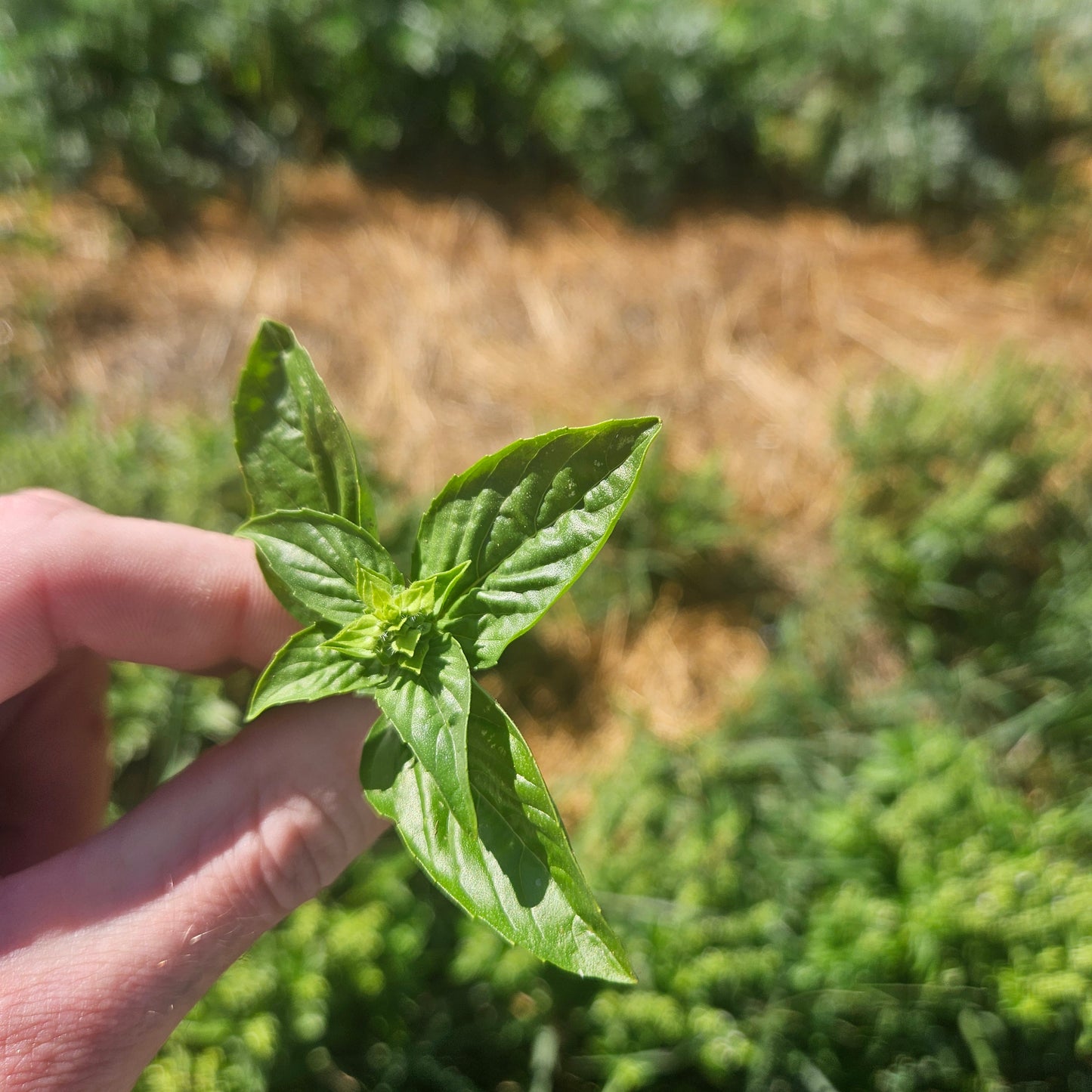 Italian Basil - Baby Cuttings 1 QT