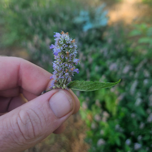 Anise Hyssop - Buds - 1 Qt