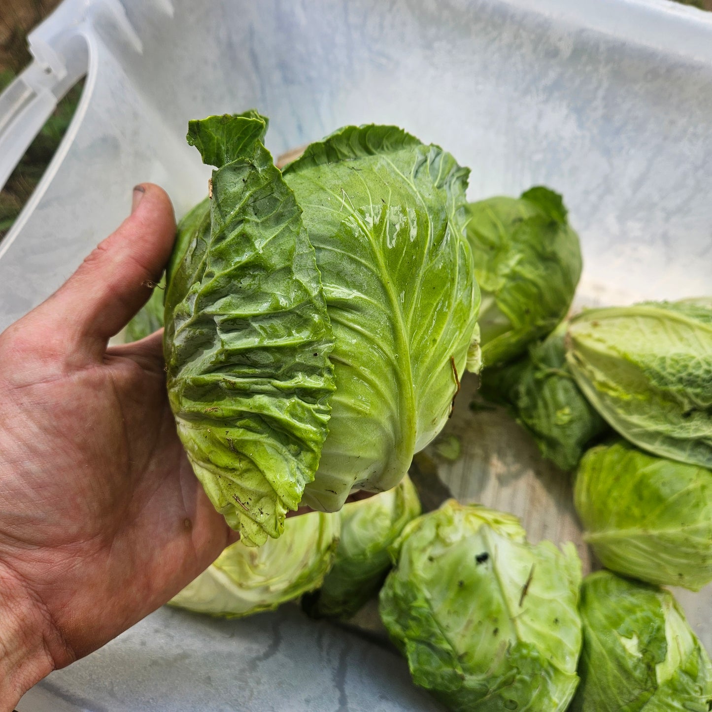 Cabbage - Green - 10#