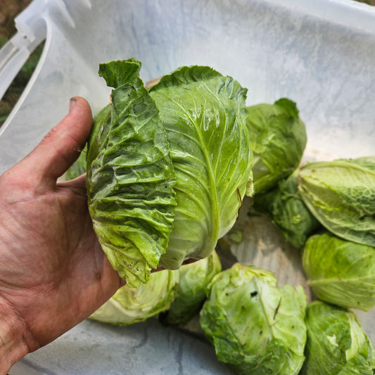 Cabbage - Green - 10#