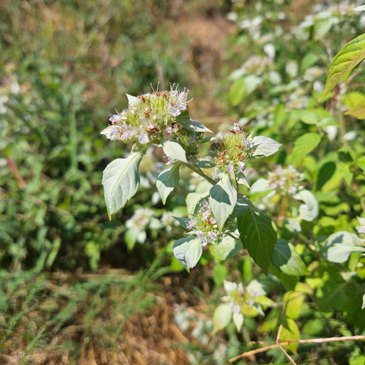 Southern Mountain Mint - Flowers (Pint)