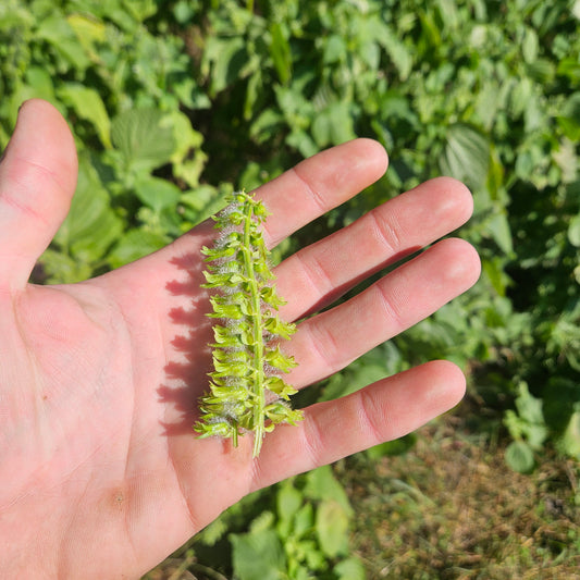 Shiso, Buds - Quart