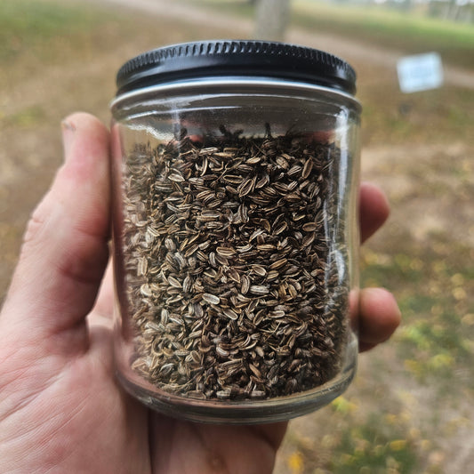 Bronze Fennel Seed - Aromatic Seed