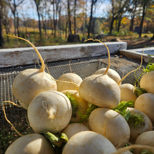 Hakurei Turnip - 10# (w/out greens) Biggins