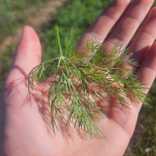 Dill, Baby Leaves - Quart