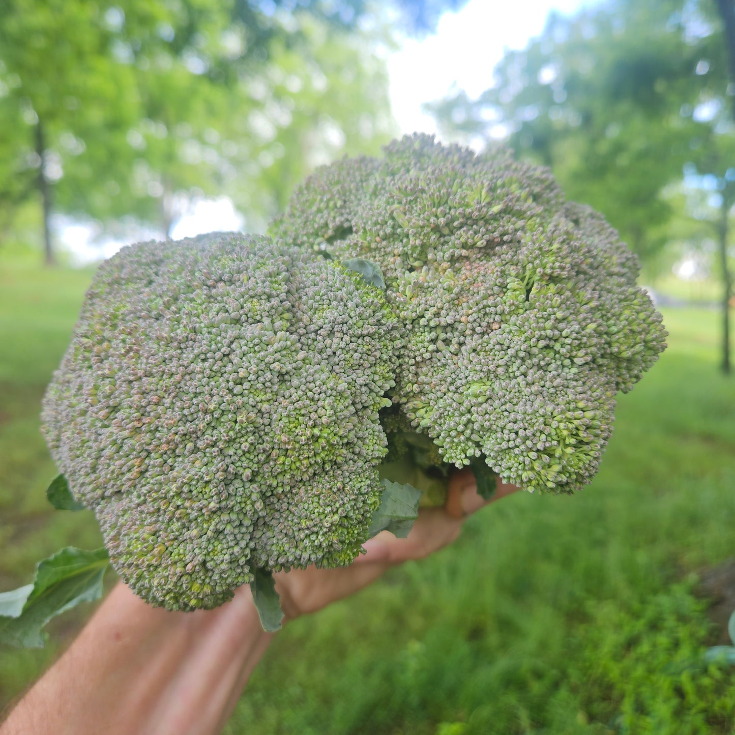 Broccoli Heads - 5#