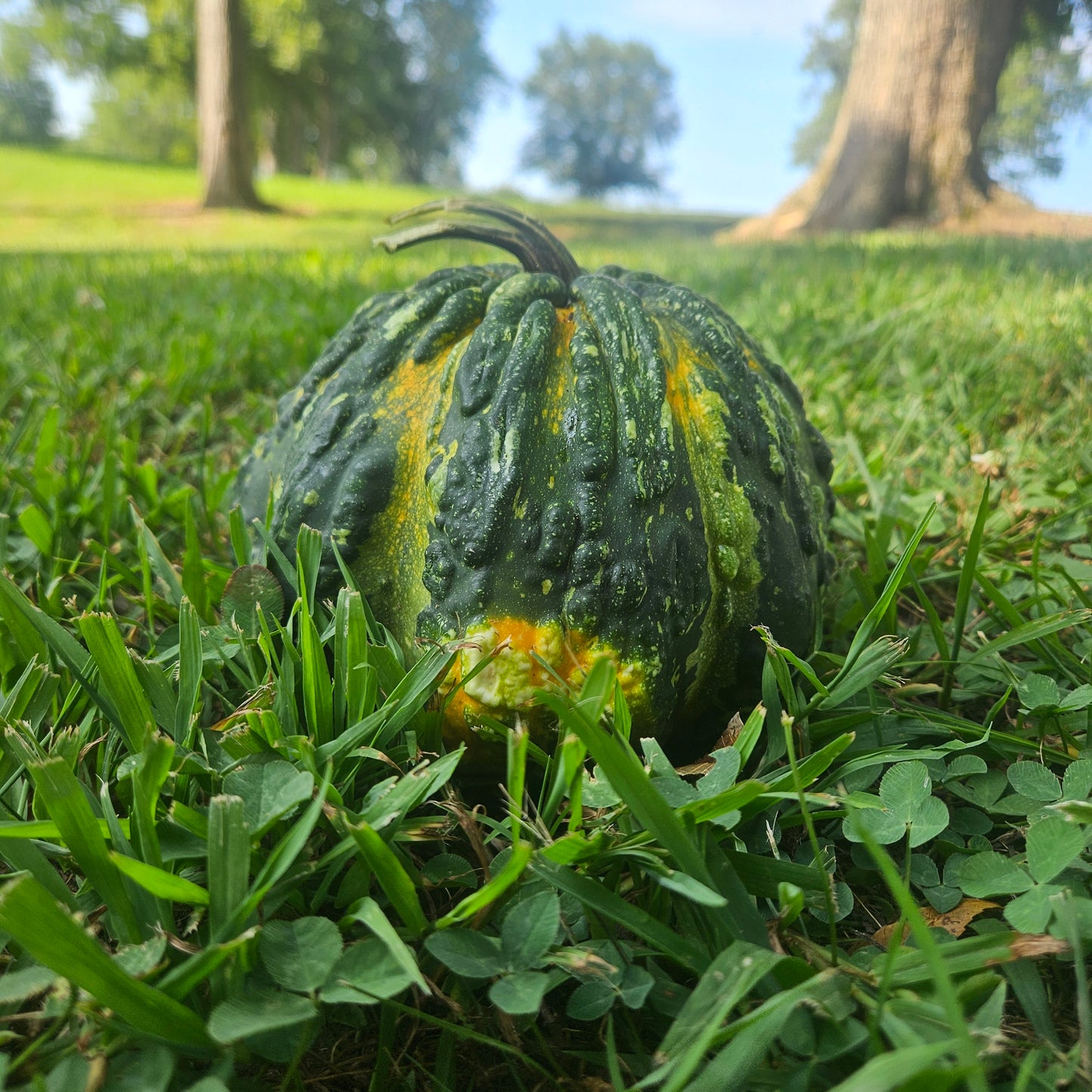 Hoargarth Gourds - 10#