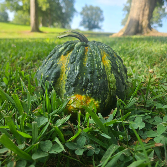 Hoargarth Gourds - 10#