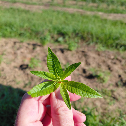 Lemon Verbena - Baby Cuttings - 1 Pint