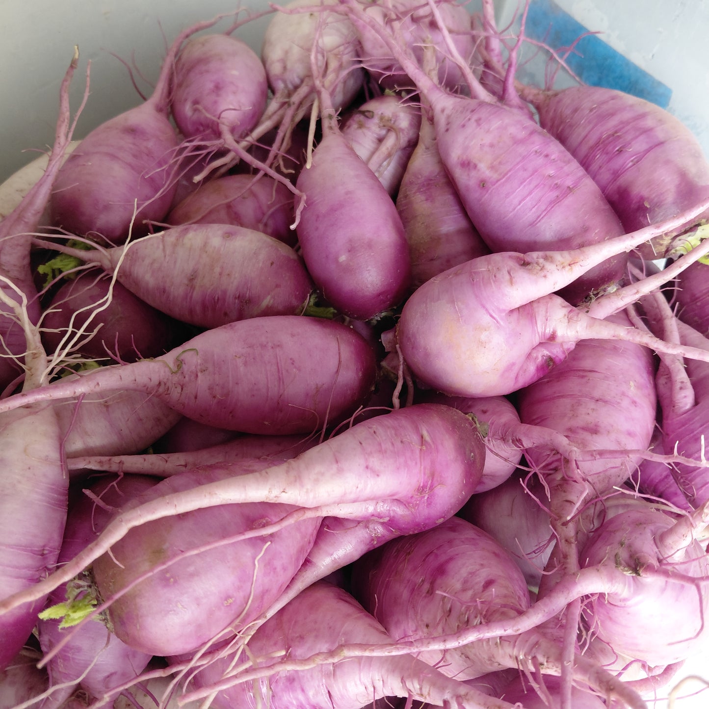 Purple Daikon Radish - 5# Root Only
