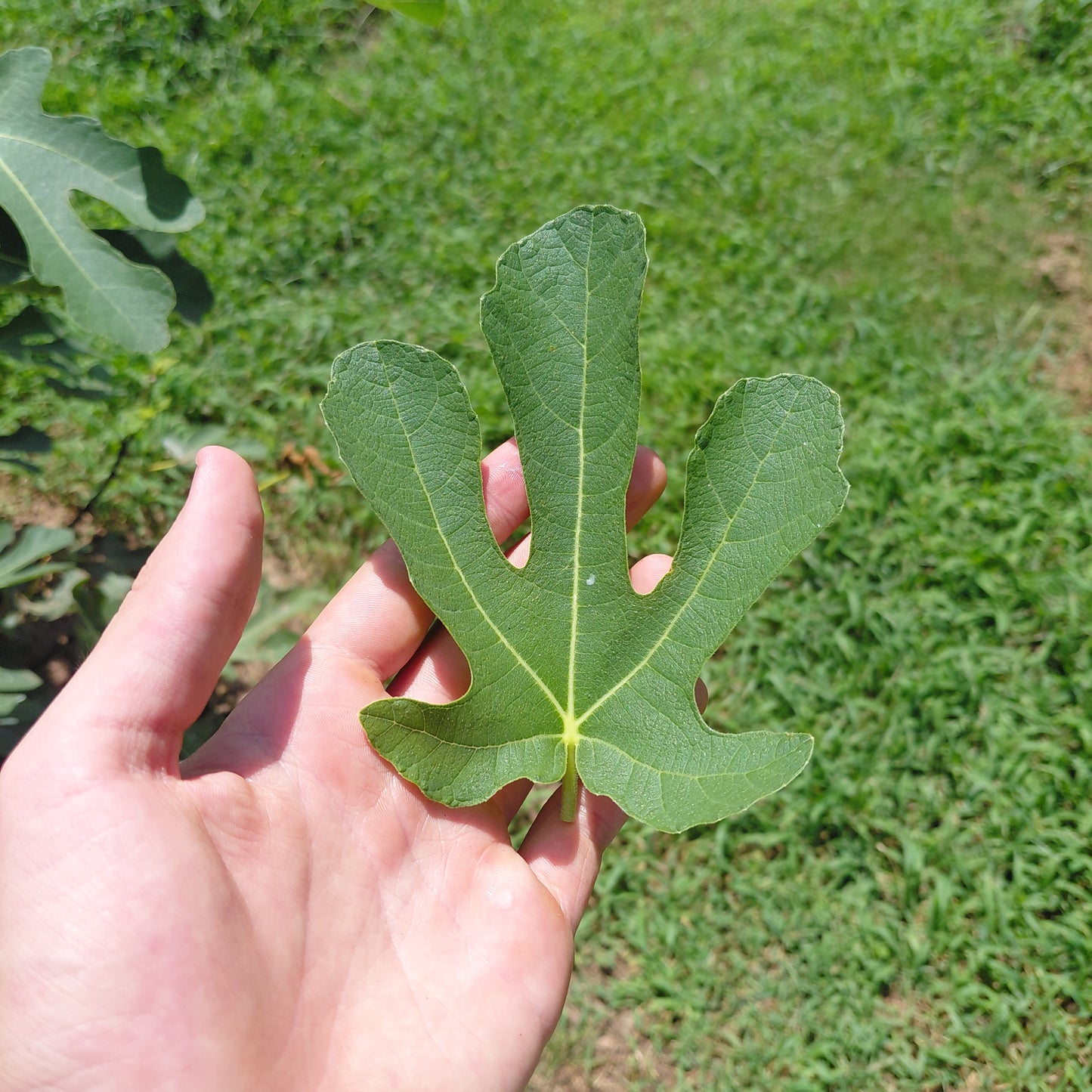 Fig Leaf 50ct