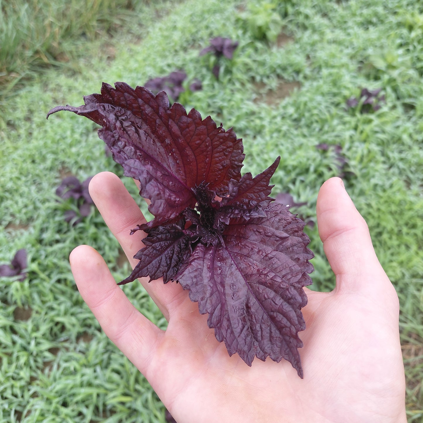 Shiso- Red,  Baby Cuttings - Quart