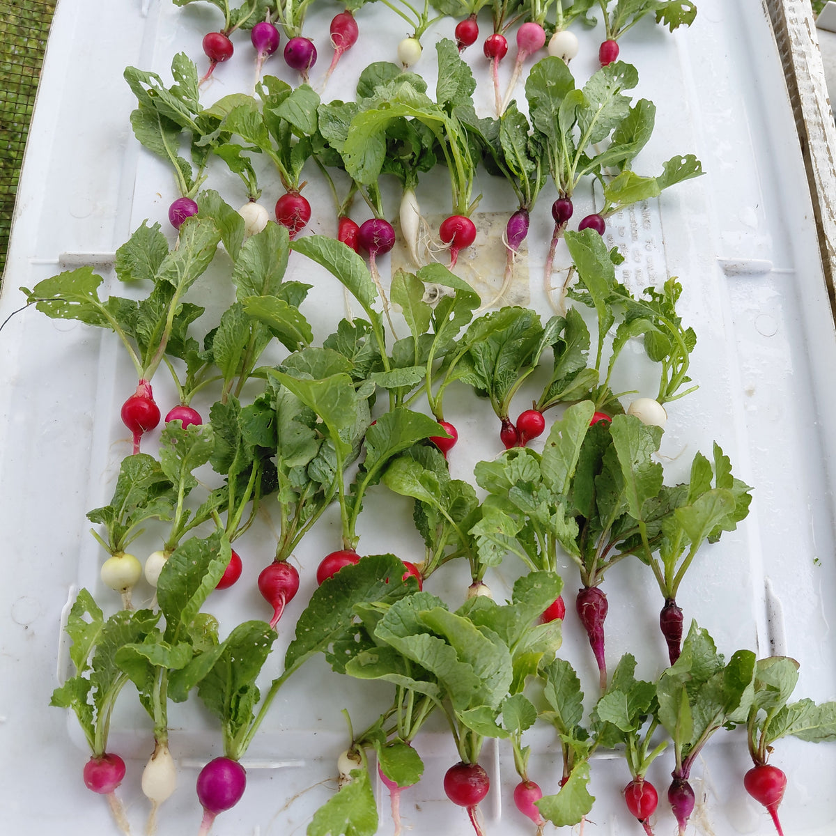Petite Radishes - 50ct (Varieties rotate)