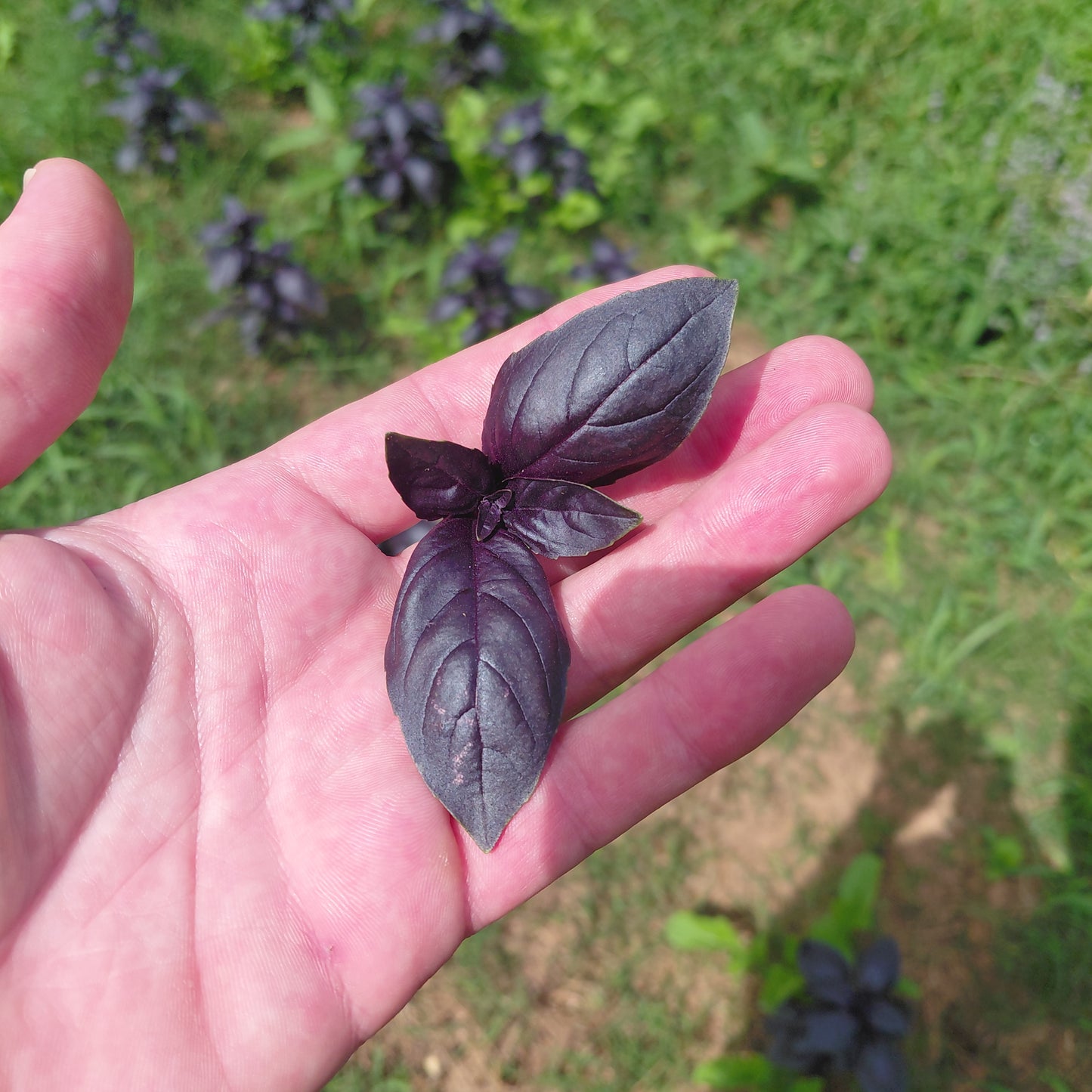 Dark Purple Basil - Baby Cuttings 1 QT