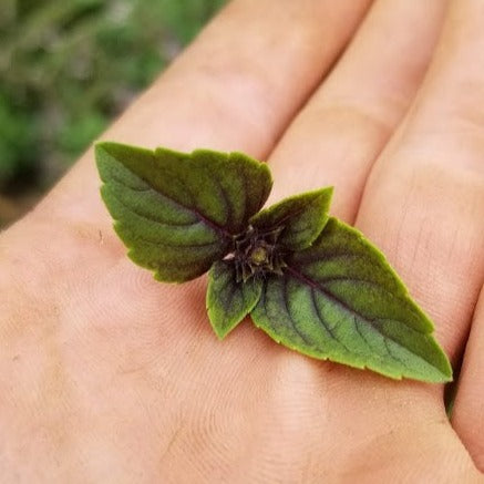 African Blue Basil - Baby Cuttings 1 QT