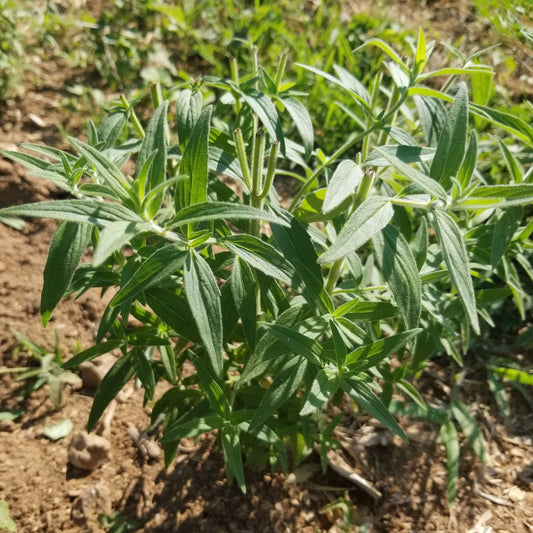 Mountain Mint - 1# - Fresh Bulk Herbs