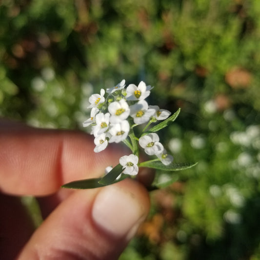 Sweet Alyssum - Flowers (pint)