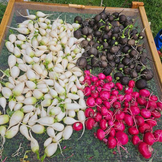 Daikon Radish Mix - 5# Root Only